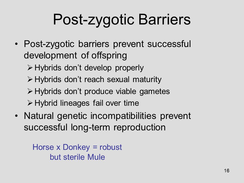 16 Post-zygotic Barriers Post-zygotic barriers prevent successful development of offspring  Hybrids don’t develop properly  Hybrids don’t reach sexual maturity  Hybrids don’t produce viable gametes  Hybrid lineages fail over time Natural genetic incompatibilities prevent successful long-term reproduction Horse x Donkey = robust but sterile Mule
