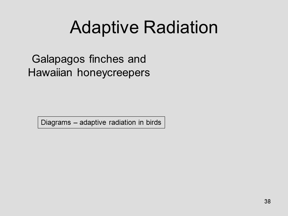38 Diagrams – adaptive radiation in birds Adaptive Radiation Galapagos finches and Hawaiian honeycreepers
