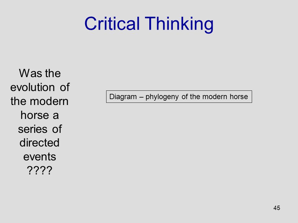 45 Diagram – phylogeny of the modern horse Critical Thinking Was the evolution of the modern horse a series of directed events