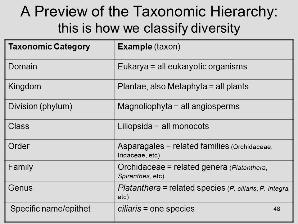 48 A Preview of the Taxonomic Hierarchy: this is how we classify diversity Taxonomic CategoryExample (taxon) DomainEukarya = all eukaryotic organisms KingdomPlantae, also Metaphyta = all plants Division (phylum)Magnoliophyta = all angiosperms ClassLiliopsida = all monocots OrderAsparagales = related families (Orchidaceae, Iridaceae, etc) FamilyOrchidaceae = related genera (Platanthera, Spiranthes, etc) GenusPlatanthera = related species (P.