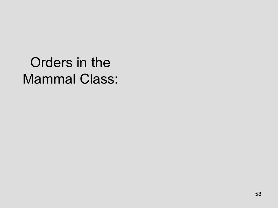 58 Orders in the Mammal Class:
