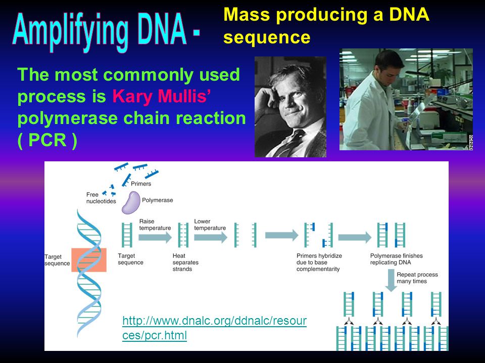 Mass producing a DNA sequence The most commonly used process is Kary Mullis’ polymerase chain reaction ( PCR )   ces/pcr.html
