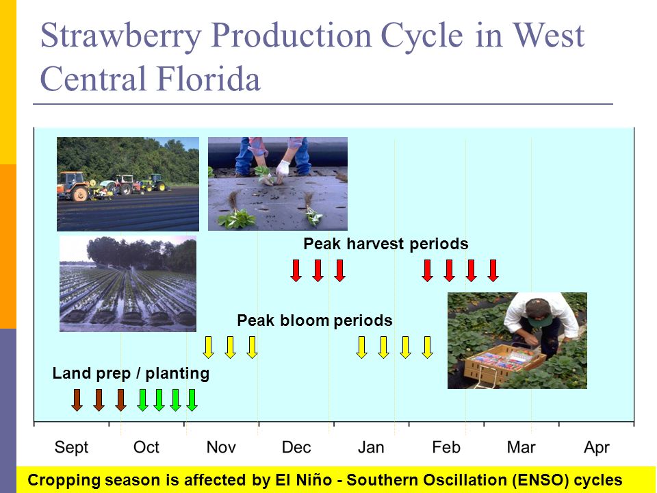 Strawberry Production Cycle in West Central Florida Peak bloom periods Land prep / planting Peak harvest periods Cropping season is affected by El Niño - Southern Oscillation (ENSO) cycles