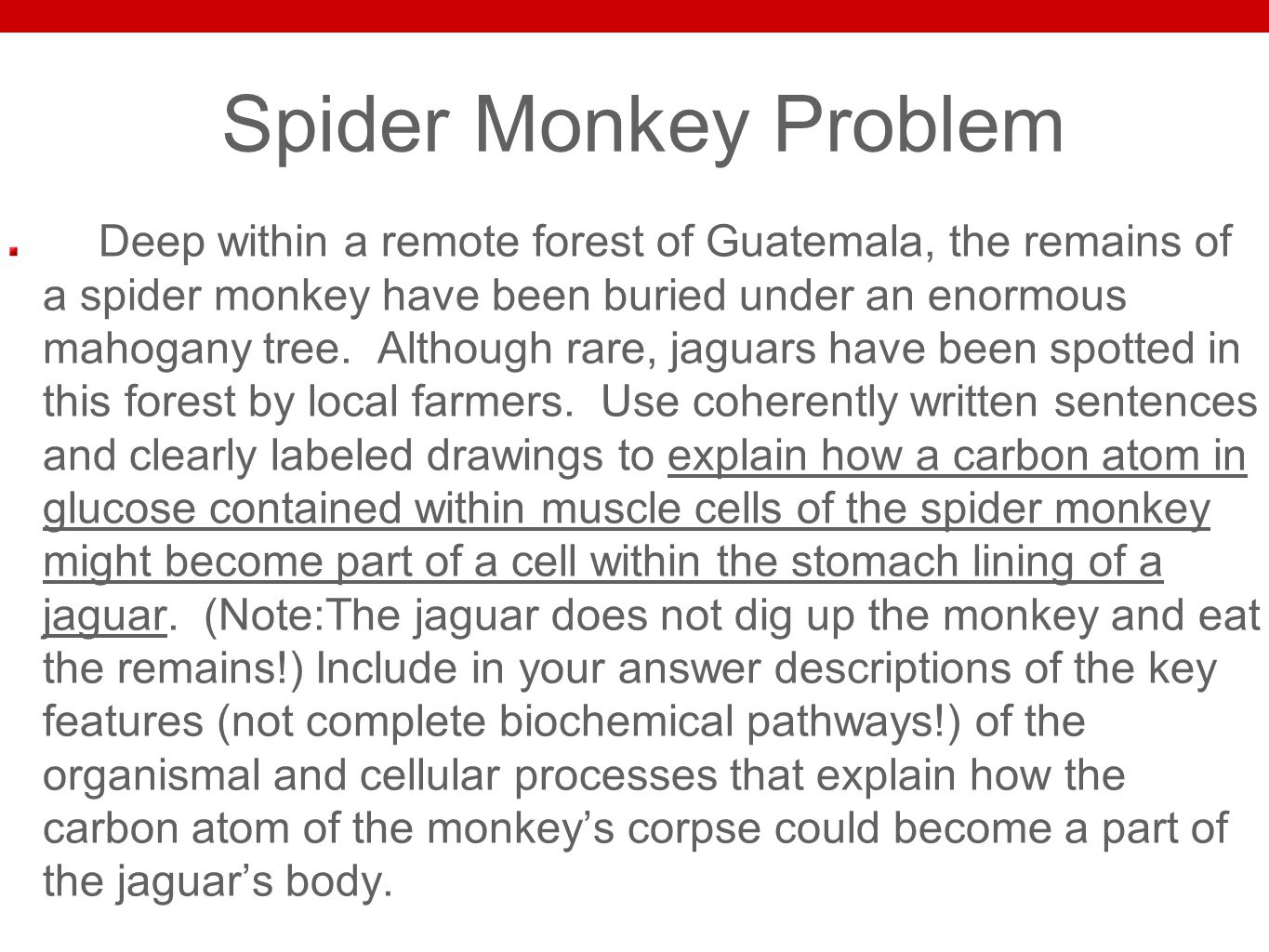 Spider Monkey Problem Deep within a remote forest of Guatemala, the remains of a spider monkey have been buried under an enormous mahogany tree.