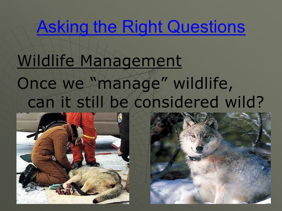 Asking the Right Questions Wildlife Management Once we manage wildlife, can it still be considered wild