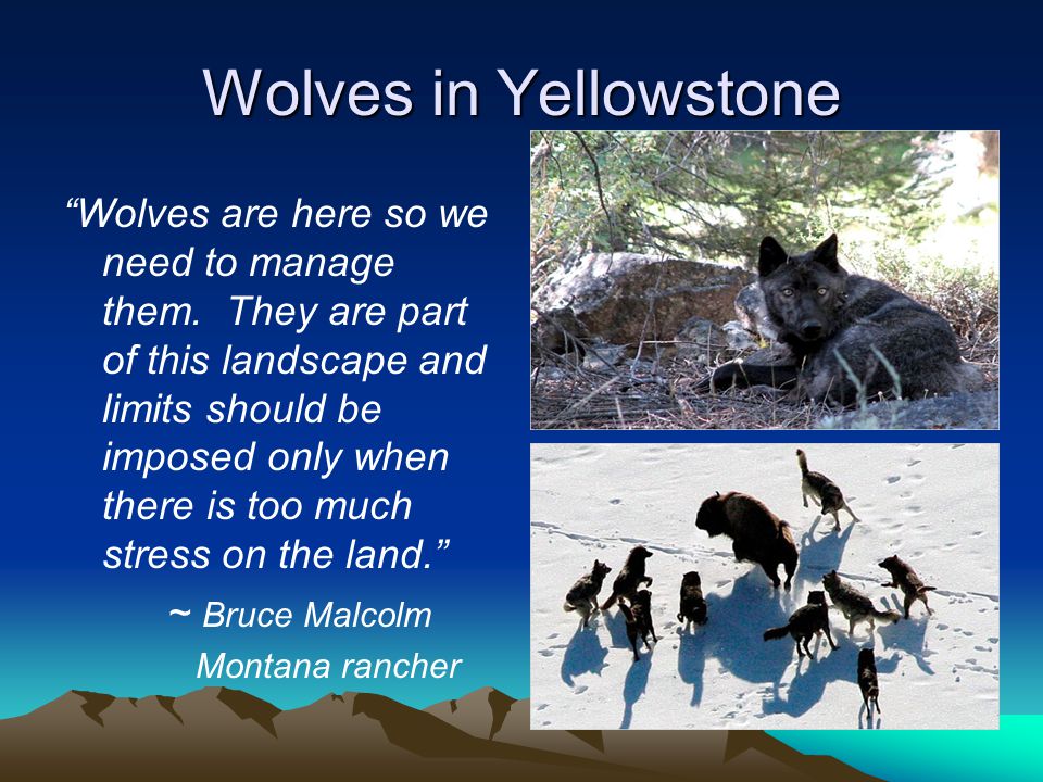 Wolves in Yellowstone Wolves are here so we need to manage them.