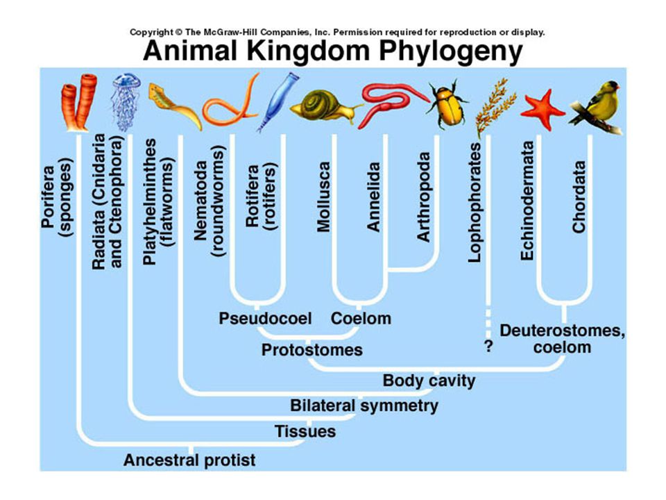 Animal Kingdom Classify similar animals into Phyla 36 Animal Phyla –Only 1  has vertebrates. - ppt download
