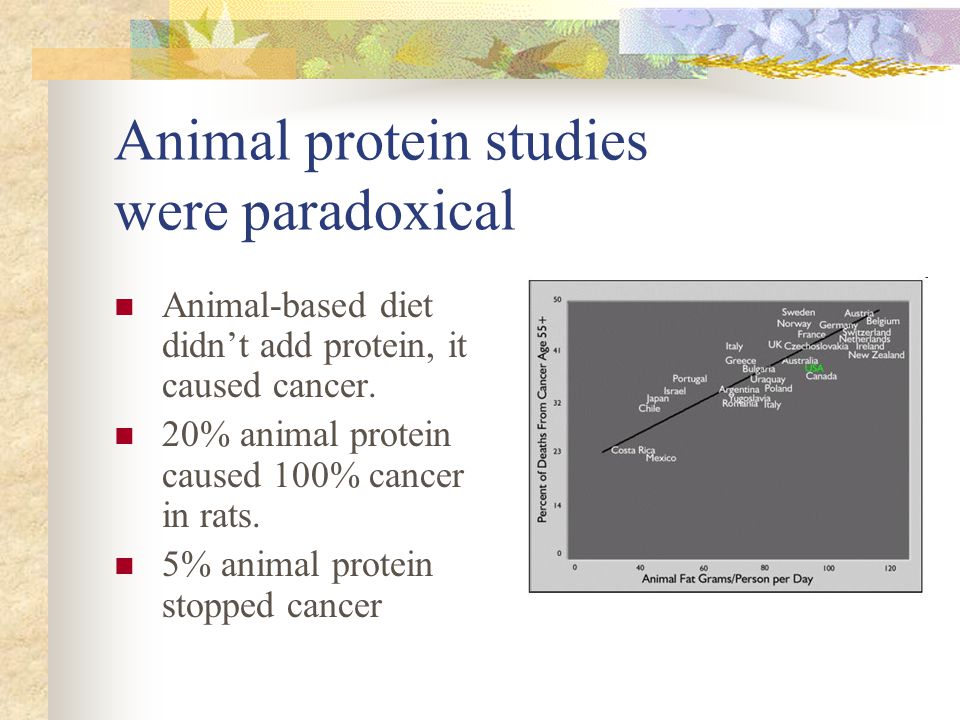 Animal protein studies were paradoxical Animal-based diet didn’t add protein, it caused cancer.