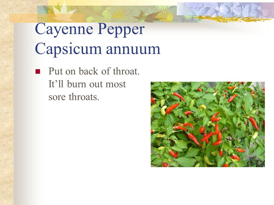 Cayenne Pepper Capsicum annuum Put on back of throat. It’ll burn out most sore throats.