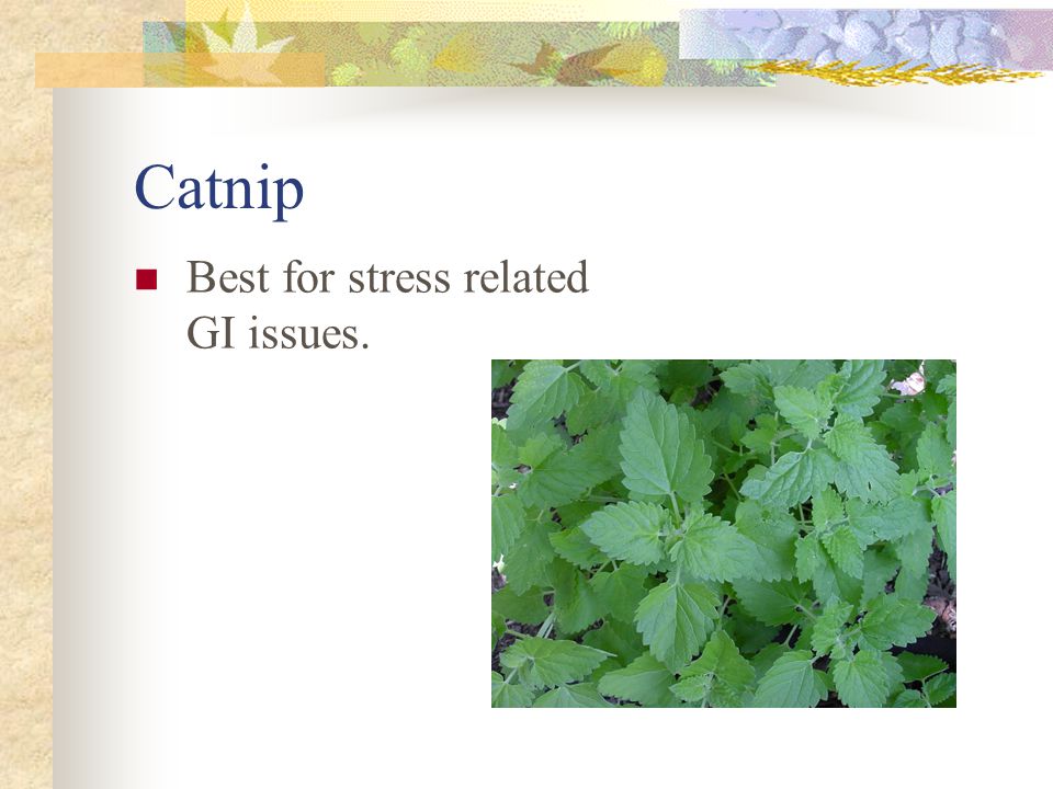 Catnip Best for stress related GI issues.
