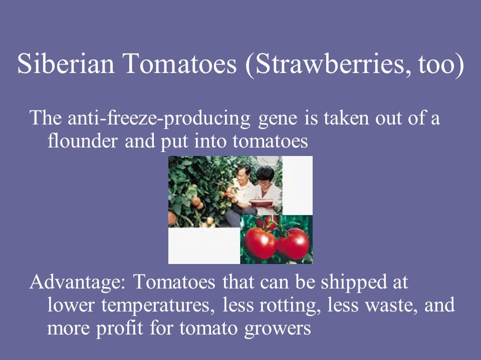 Siberian Tomatoes (Strawberries, too) The anti-freeze-producing gene is taken out of a flounder and put into tomatoes Advantage: Tomatoes that can be shipped at lower temperatures, less rotting, less waste, and more profit for tomato growers