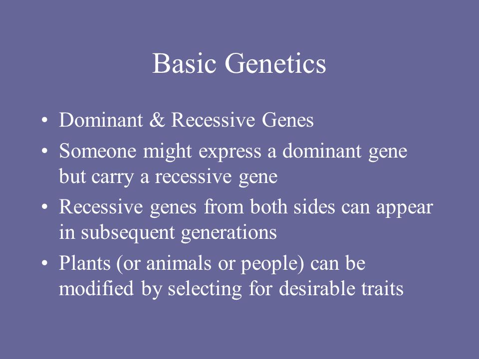 Basic Genetics Dominant & Recessive Genes Someone might express a dominant gene but carry a recessive gene Recessive genes from both sides can appear in subsequent generations Plants (or animals or people) can be modified by selecting for desirable traits
