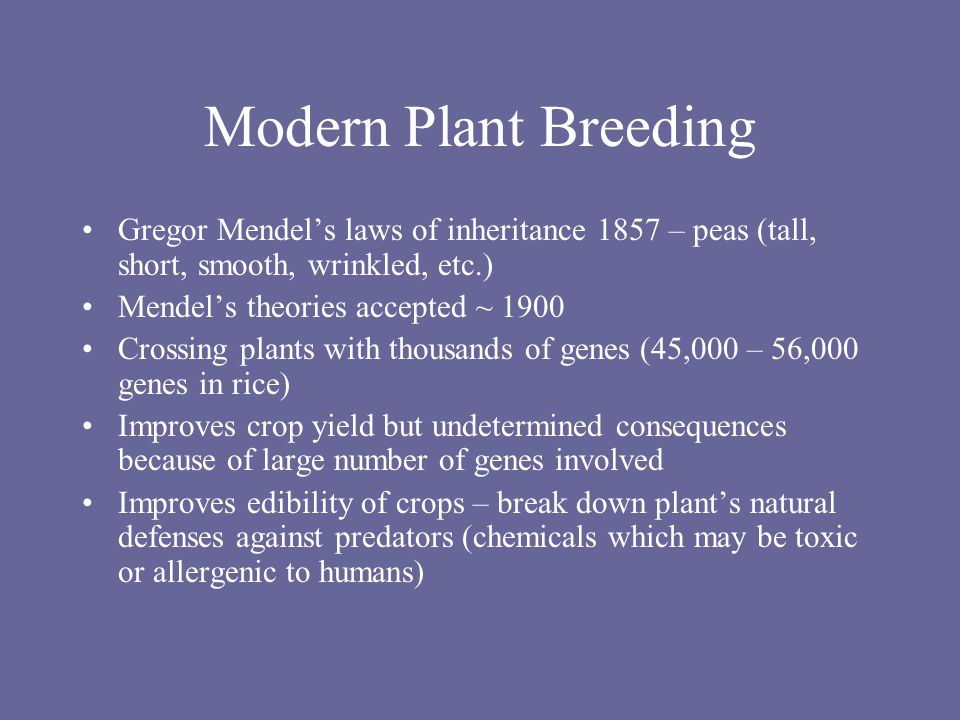 Modern Plant Breeding Gregor Mendel’s laws of inheritance 1857 – peas (tall, short, smooth, wrinkled, etc.) Mendel’s theories accepted ~ 1900 Crossing plants with thousands of genes (45,000 – 56,000 genes in rice) Improves crop yield but undetermined consequences because of large number of genes involved Improves edibility of crops – break down plant’s natural defenses against predators (chemicals which may be toxic or allergenic to humans)