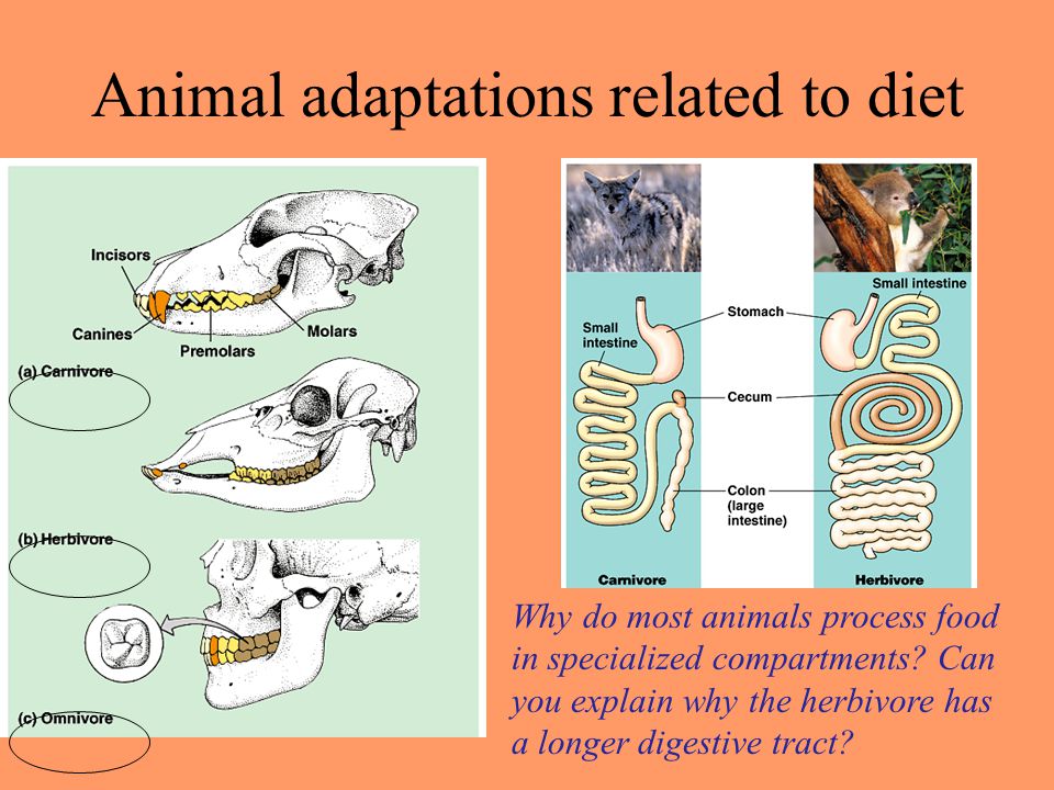 Learning Objectives: Animal Nutrition 2/18/08 Describe the categories of  dietary requirements for adequate nutrition in animals. Recognize and  explain. - ppt download