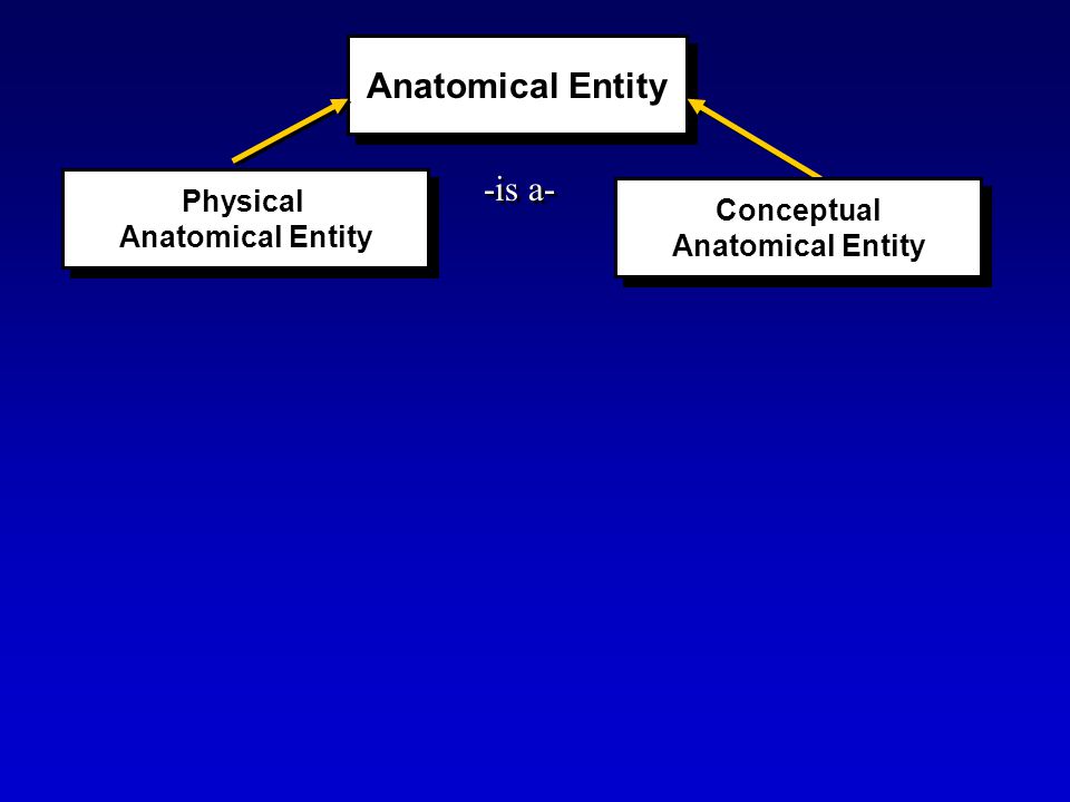 Anatomical Entity Physical Anatomical Entity Physical Anatomical Entity -is a- Conceptual Anatomical Entity Conceptual Anatomical Entity