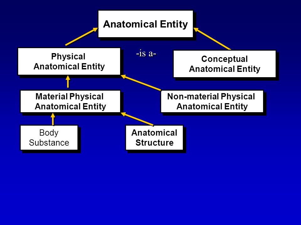 Anatomical Entity Physical Anatomical Entity Physical Anatomical Entity Material Physical Anatomical Entity Material Physical Anatomical Entity -is a- Non-material Physical Anatomical Entity Non-material Physical Anatomical Entity Conceptual Anatomical Entity Conceptual Anatomical Entity Anatomical Structure Anatomical Structure Body Substance Body Substance