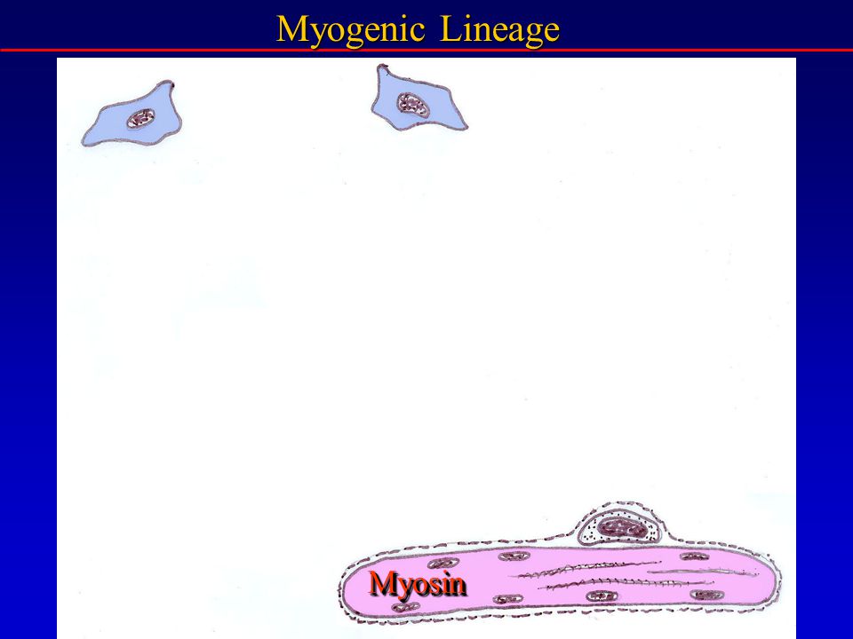 Myogenic Lineage MyosinMyosin