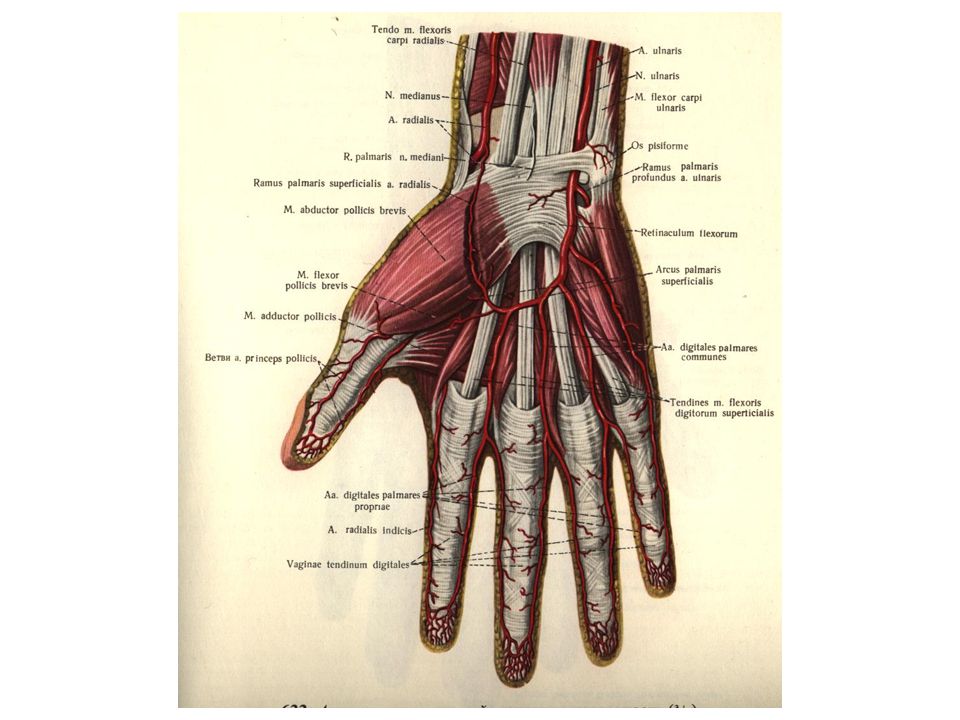 Схема кровообращения кисти