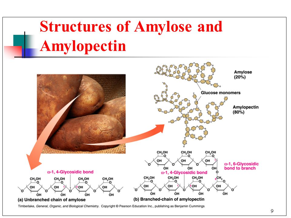 9 Structures of Amylose and Amylopectin