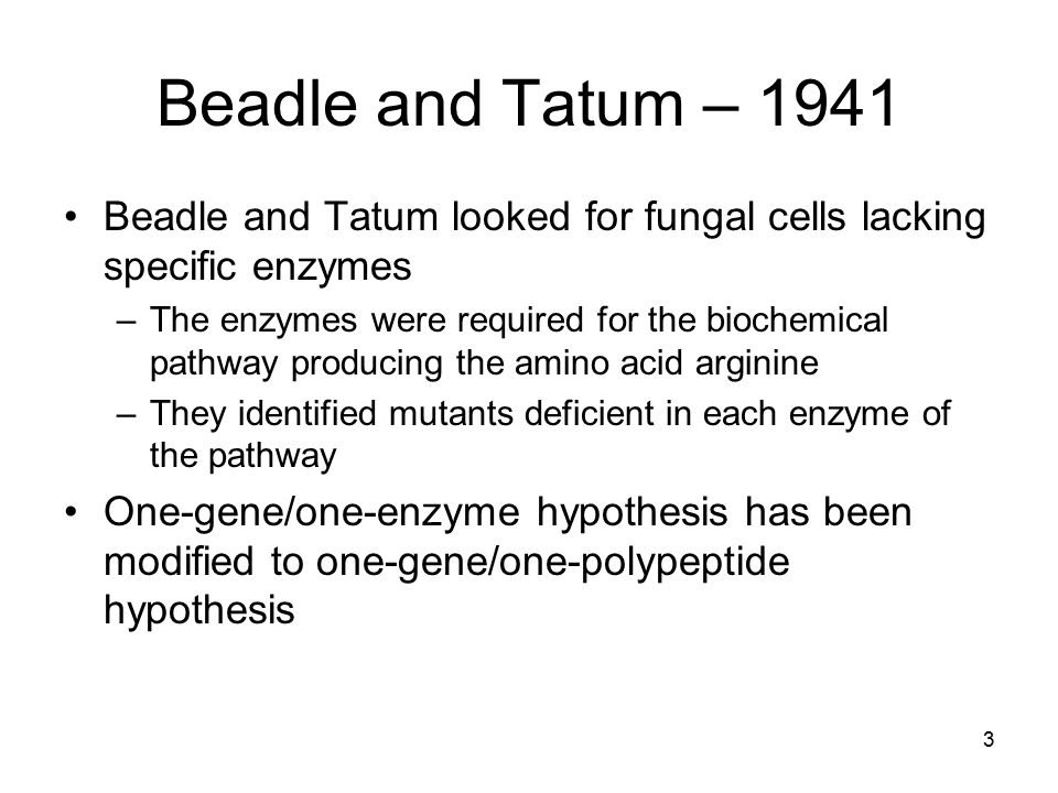3 Beadle and Tatum – 1941 Beadle and Tatum looked for fungal cells lacking specific enzymes –The enzymes were required for the biochemical pathway producing the amino acid arginine –They identified mutants deficient in each enzyme of the pathway One-gene/one-enzyme hypothesis has been modified to one-gene/one-polypeptide hypothesis