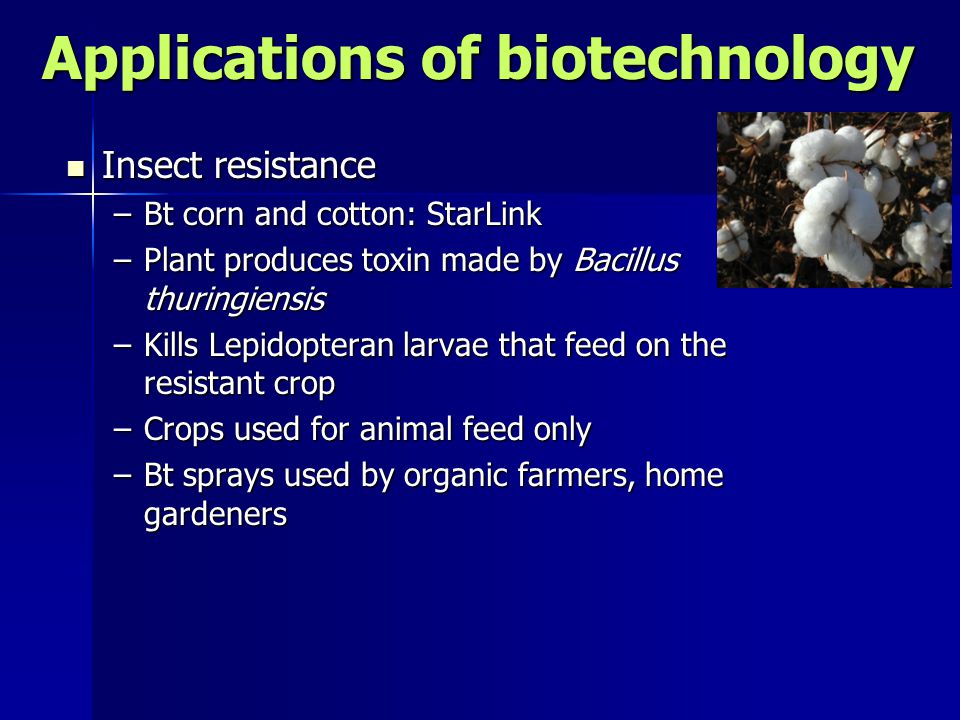 Applications of biotechnology Insect resistance Insect resistance –Bt corn and cotton: StarLink –Plant produces toxin made by Bacillus thuringiensis –Kills Lepidopteran larvae that feed on the resistant crop –Crops used for animal feed only –Bt sprays used by organic farmers, home gardeners