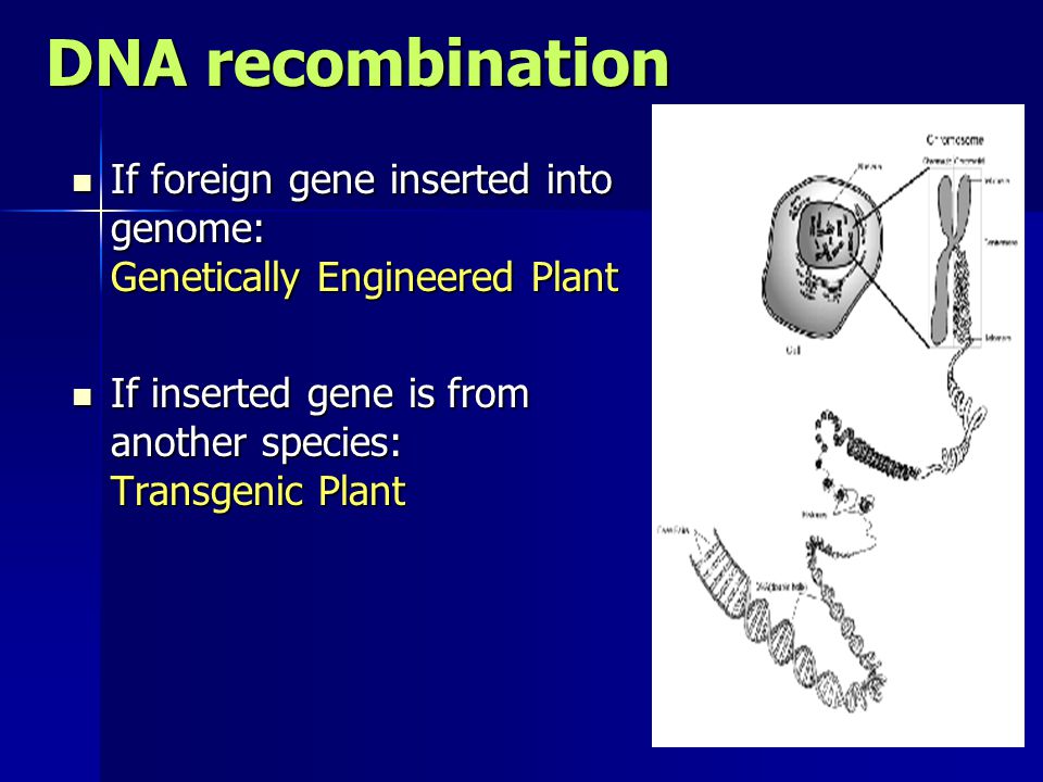DNA recombination If foreign gene inserted into genome: Genetically Engineered Plant If foreign gene inserted into genome: Genetically Engineered Plant If inserted gene is from another species: Transgenic Plant If inserted gene is from another species: Transgenic Plant