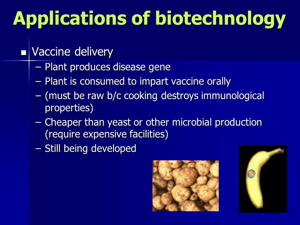 Applications of biotechnology Vaccine delivery Vaccine delivery –Plant produces disease gene –Plant is consumed to impart vaccine orally –(must be raw b/c cooking destroys immunological properties) –Cheaper than yeast or other microbial production (require expensive facilities) –Still being developed