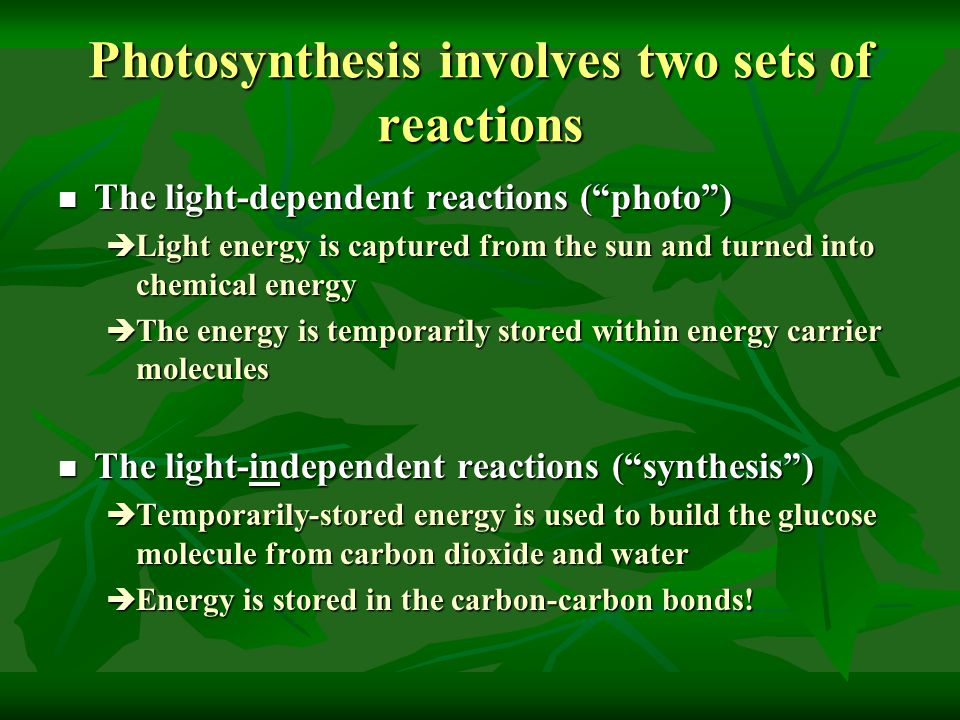 Photosynthesis involves two sets of reactions The light-dependent reactions ( photo ) The light-dependent reactions ( photo )  Light energy is captured from the sun and turned into chemical energy  The energy is temporarily stored within energy carrier molecules The light-independent reactions ( synthesis ) The light-independent reactions ( synthesis )  Temporarily-stored energy is used to build the glucose molecule from carbon dioxide and water  Energy is stored in the carbon-carbon bonds!