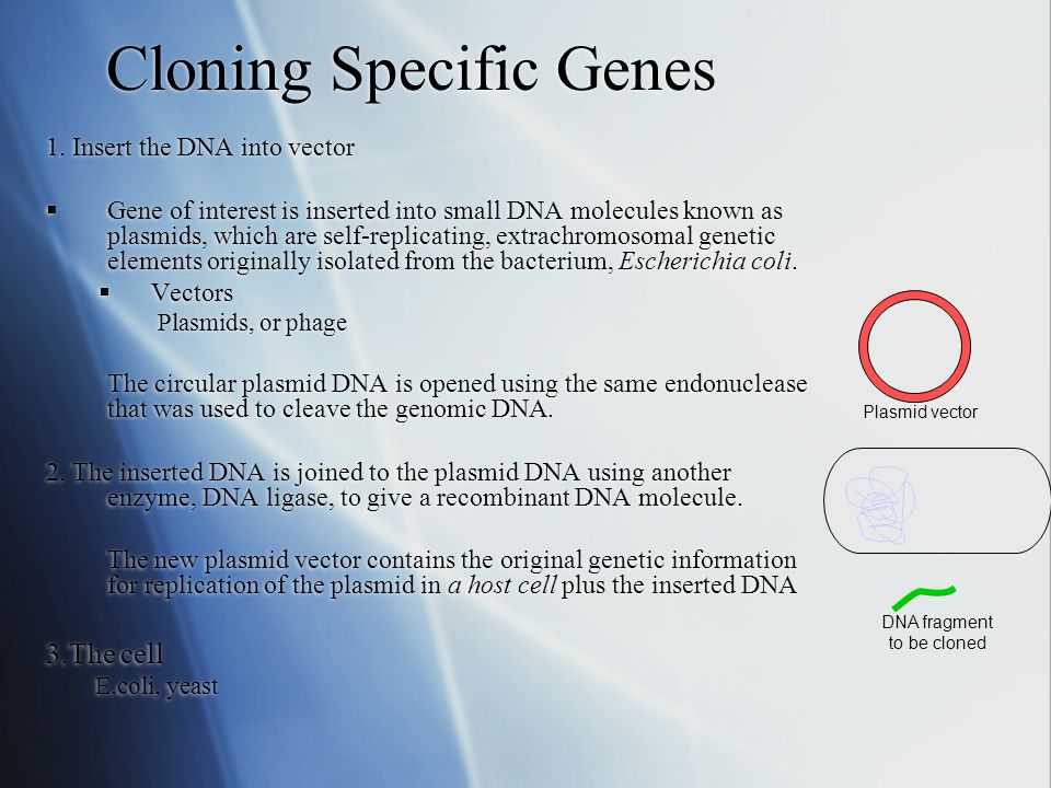 biotechnology Cloning Recap What is cloning? Generating identical ...