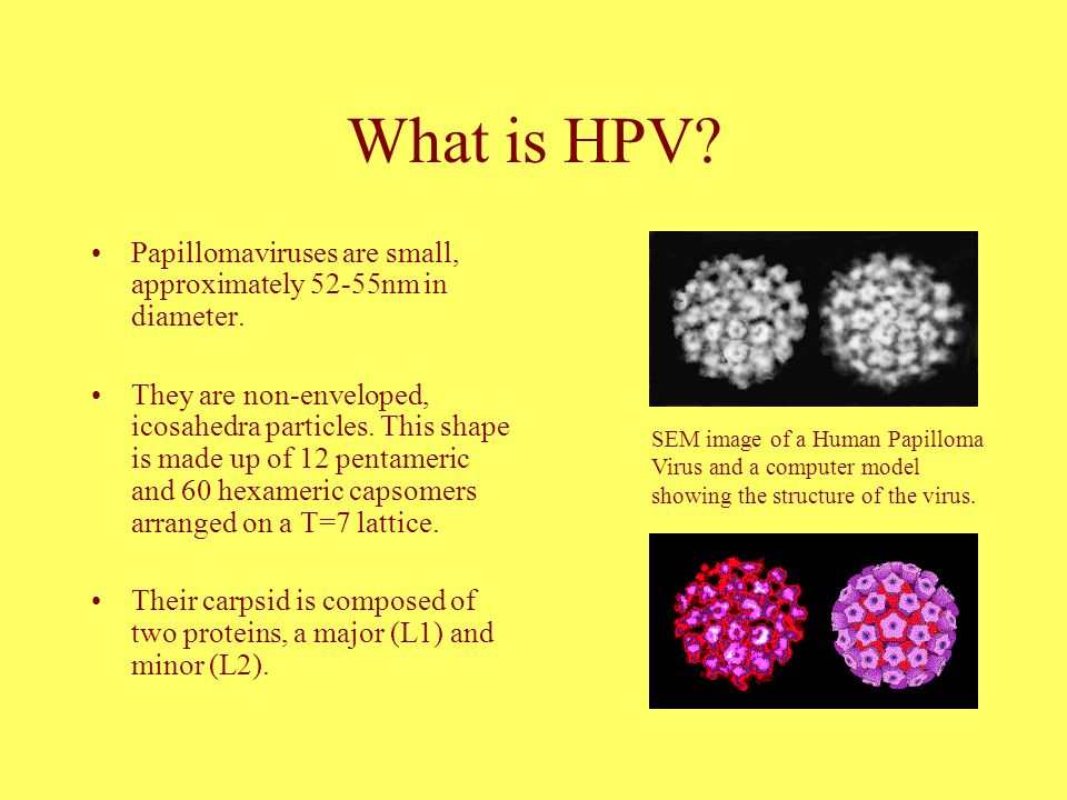 human papilloma virus biological
