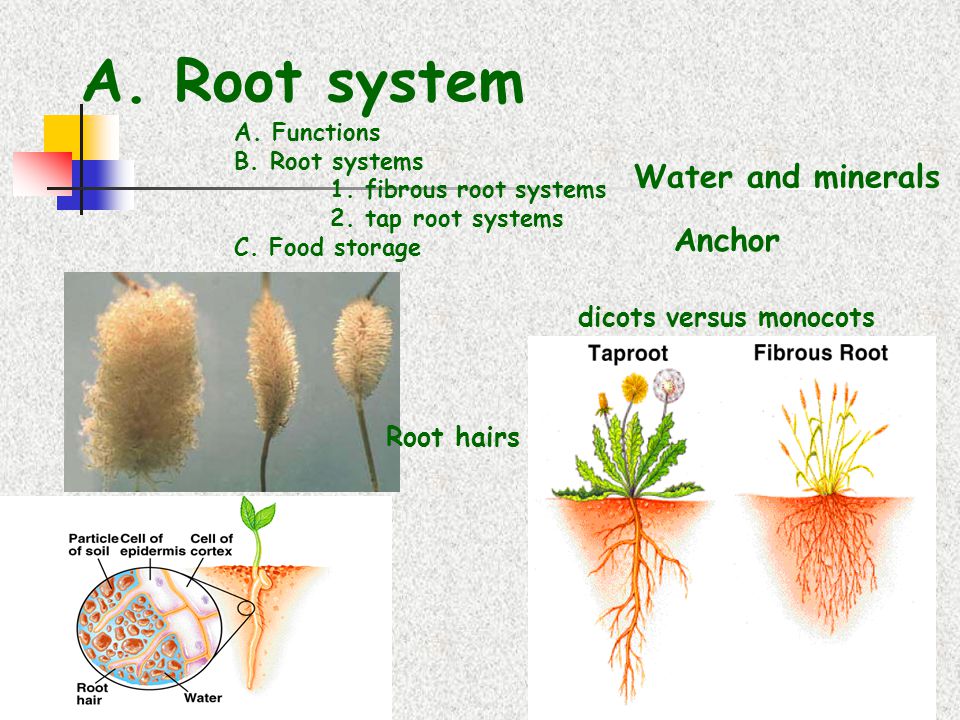 Tap root and fibrous root. Straight root System. Monocots vs dicots. Tap roots Systems перевод.