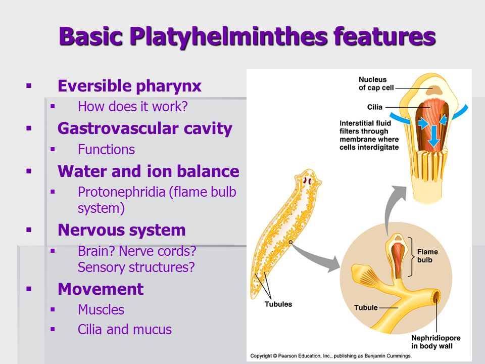 sistem nervos plan platyhelminthes