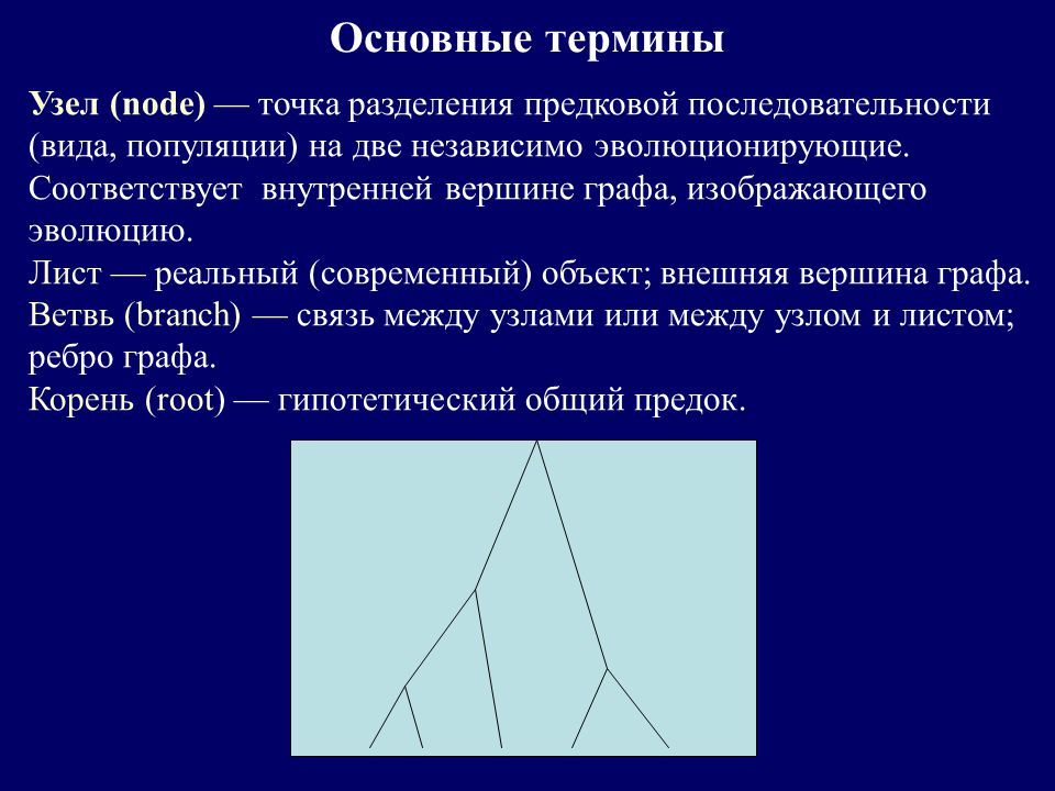 Внутренняя вершина. Внутренние вершины графа это. Внешние вершины графа. Главные ветви графа.