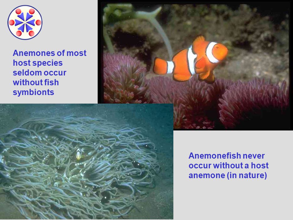Anemones of most host species seldom occur without fish symbionts Anemonefish never occur without a host anemone (in nature)