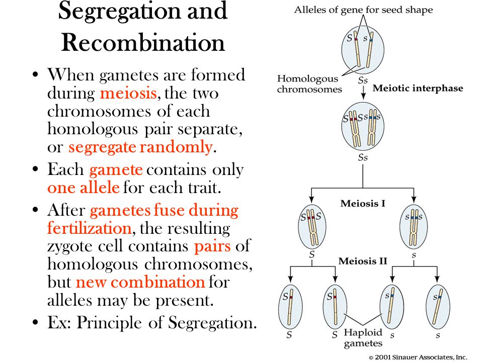 Segregation and Recombination When gametes are formed during meiosis, the two chromosomes of each homologous pair separate, or segregate randomly.