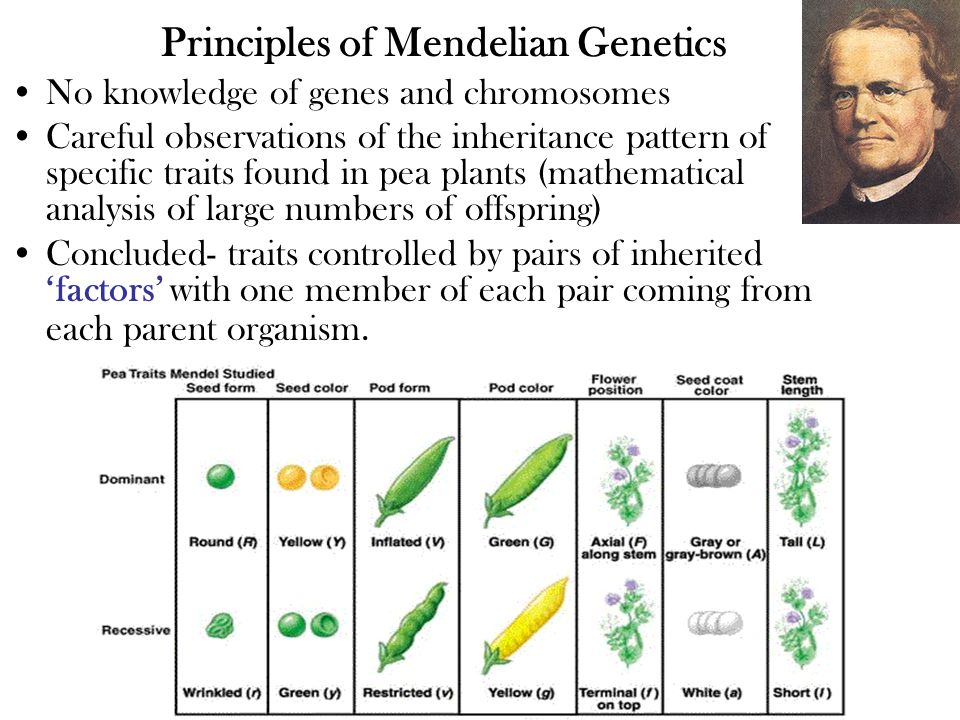 Principles of Mendelian Genetics No knowledge of genes and chromosomes Careful observations of the inheritance pattern of specific traits found in pea plants (mathematical analysis of large numbers of offspring) Concluded- traits controlled by pairs of inherited ‘factors’ with one member of each pair coming from each parent organism.