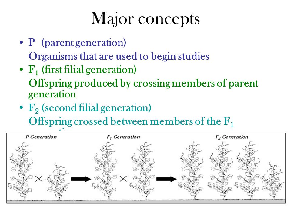 Major concepts P (parent generation) Organisms that are used to begin studies F 1 (first filial generation) Offspring produced by crossing members of parent generation F 2 (second filial generation) Offspring crossed between members of the F 1 generation