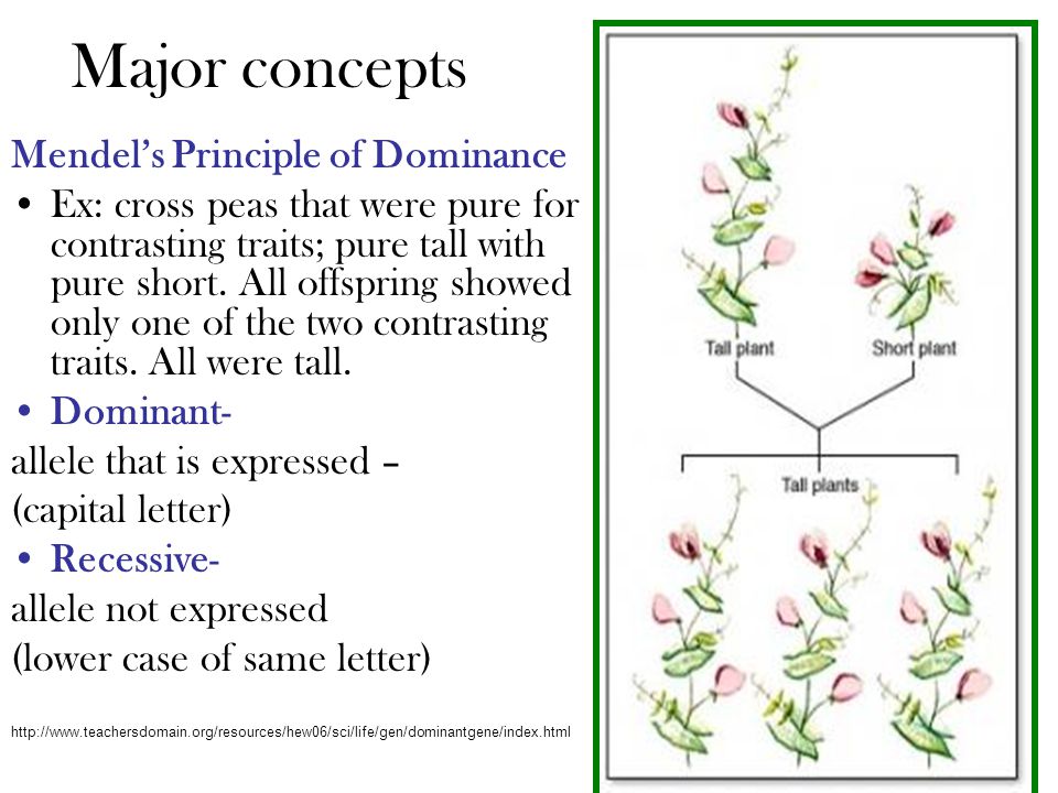 Major concepts Mendel’s Principle of Dominance Ex: cross peas that were pure for contrasting traits; pure tall with pure short.