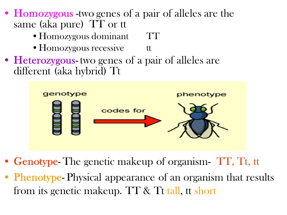 Homozygous -two genes of a pair of alleles are the same (aka pure) TT or tt Homozygous dominant TT Homozygous recessive tt Heterozygous- two genes of a pair of alleles are different (aka hybrid) Tt Genotype- The genetic makeup of organism- TT, Tt, tt Phenotype- Physical appearance of an organism that results from its genetic makeup.