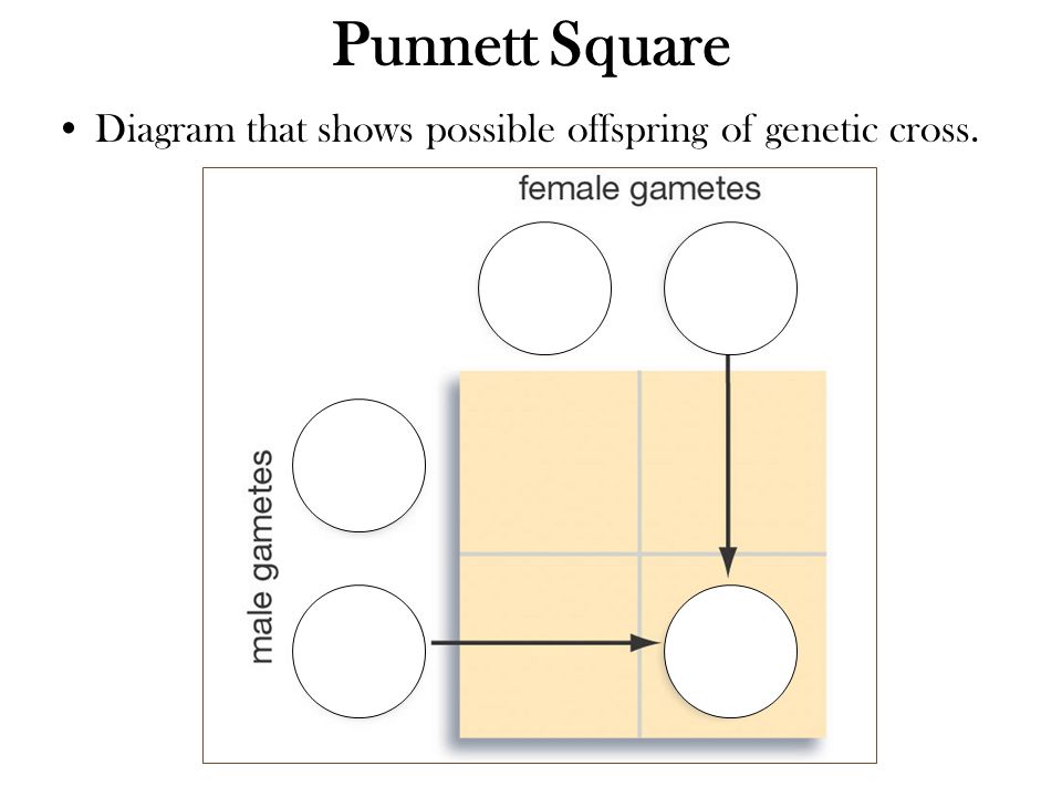 Punnett Square Diagram that shows possible offspring of genetic cross.