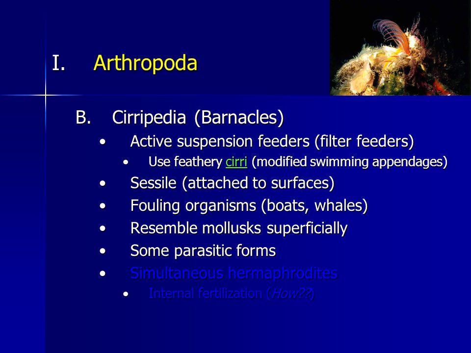 I Arthropoda B Cirripedia Barnacles Active Suspension Feeders