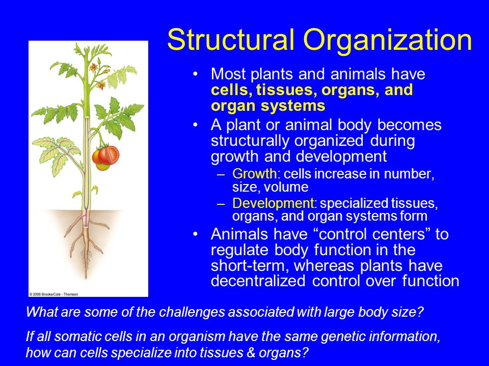 The Challenges of Making a Living. Structural Organization Most plants and  animals have cells, tissues, organs, and organ systems A plant or animal  body. - ppt download