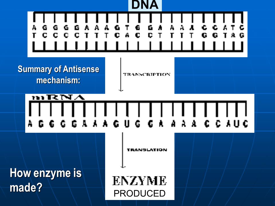 How enzyme is made DNA PRODUCED Summary of Antisense mechanism: