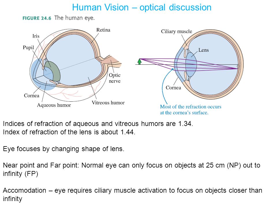 Human Vision – optical discussion Indices of refraction of aqueous and vitreous humors are 1.34.