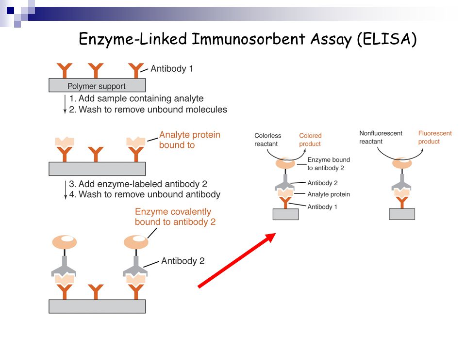 Enzyme-Linked Immunosorbent Assay (ELISA)