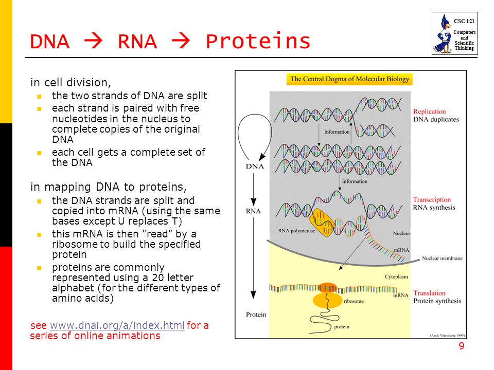 9 DNA  RNA  Proteins in cell division, the two strands of DNA are split each strand is paired with free nucleotides in the nucleus to complete copies of the original DNA each cell gets a complete set of the DNA in mapping DNA to proteins, the DNA strands are split and copied into mRNA (using the same bases except U replaces T) this mRNA is then read by a ribosome to build the specified protein proteins are commonly represented using a 20 letter alphabet (for the different types of amino acids) see   for a series of online animationswww.dnai.org/a/index.html