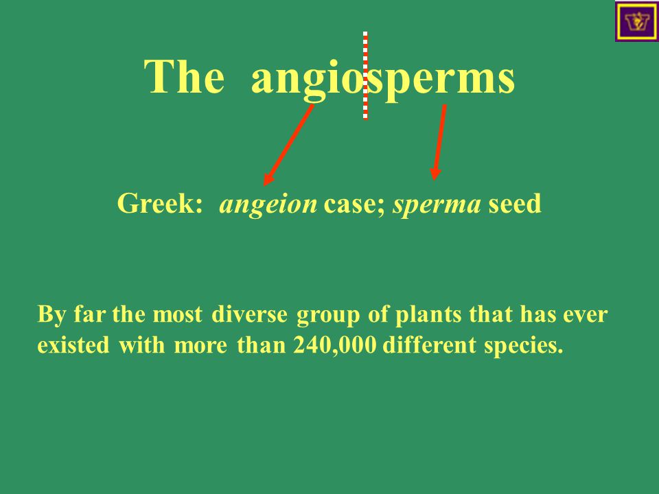 Greek: angeion case; sperma seed By far the most diverse group of plants that has ever existed with more than 240,000 different species.