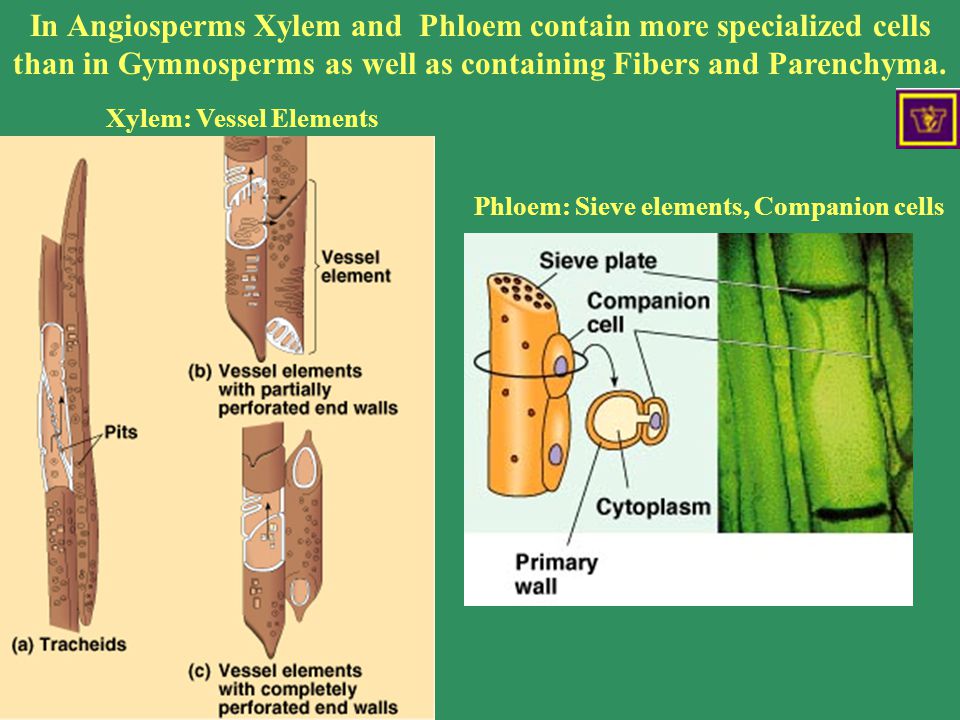 Angiosperm xylem and phloem In Angiosperms Xylem and Phloem contain more specialized cells than in Gymnosperms as well as containing Fibers and Parenchyma.