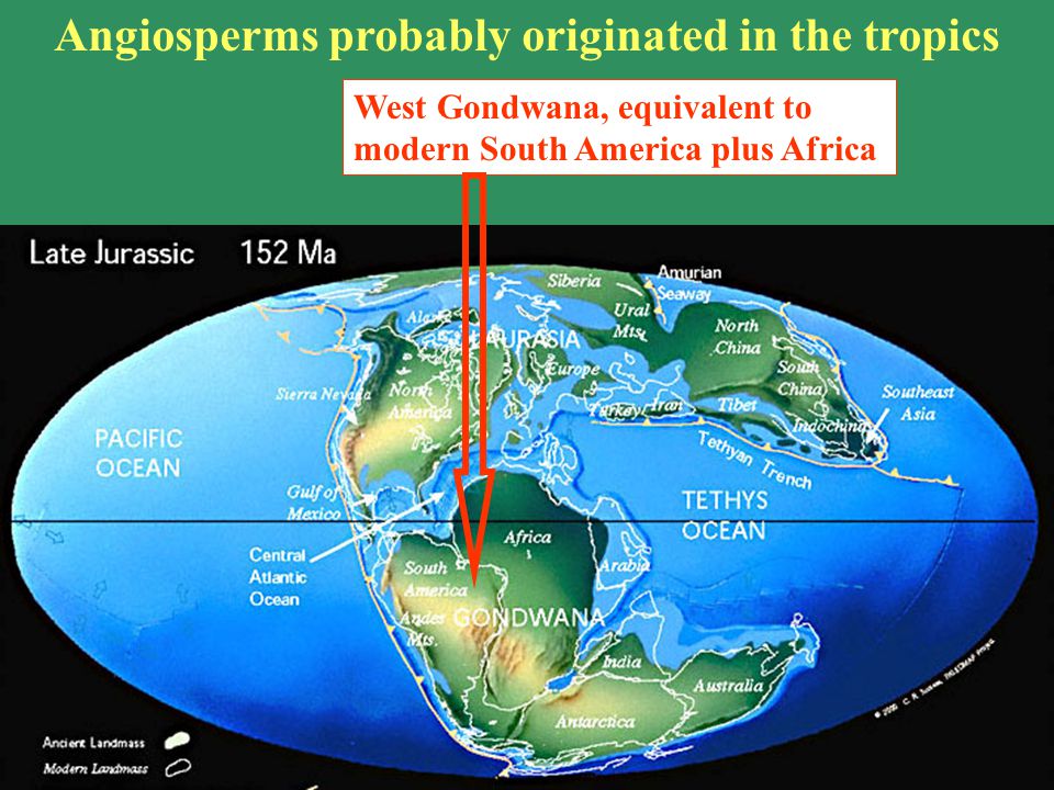 Gondwana Gondwanaland Angiosperms probably originated in the tropics West Gondwana, equivalent to modern South America plus Africa