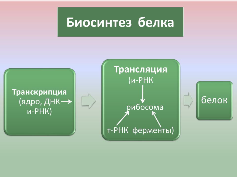Биосинтез белков ферменты. Этапы биосинтеза белка транскрипция и трансляция.